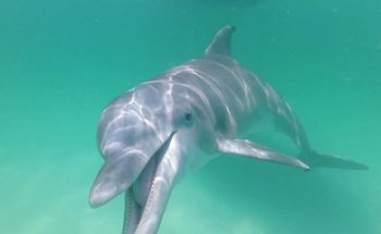 Panama City Dolphin Seafari Tours