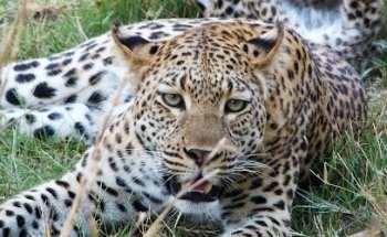 AfricanMecca Safaris