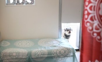 Lindsays Doggy Day Spa