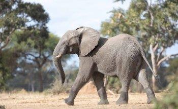 Orange Africa Travel