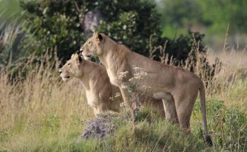 africa design travel ag