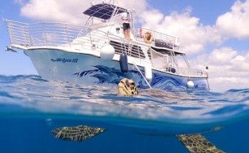 Turtles and You:Turtle Snorkeling Oahu