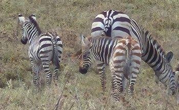 LES PERLES DE L OCEAN INDIEN