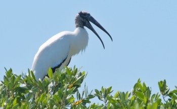 RIVERS TOURS MAGDALENA