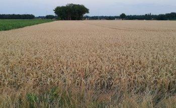 Tui at Home Ron Geesink