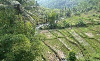 Dari-Java Indonesië reizen op maat