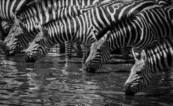 Wild Tanzania - Safari & Kilimanjaro reizen