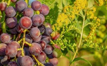 Turismo Vivencial, Vilanova i la Geltrú