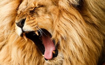 Afrikaya Tours Belgium