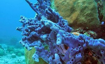 Sea & See Tours - Reisebüro