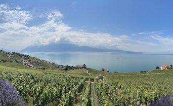 Swiss Riviera Wine Tours