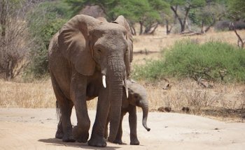 Tansania Reiseabenteuer SDL