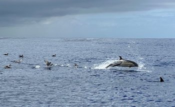 Big Design Tyropolis, Travel Creations