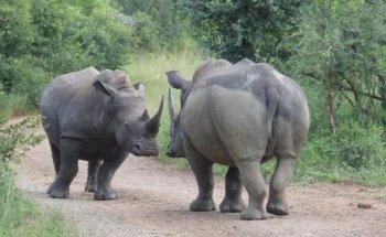 Hopp und Davon Reiseagentur