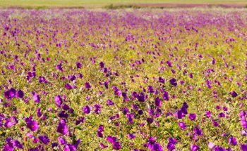 Agencia de viajes Travel and Adventure Chile Agency - Agencia de Turismo