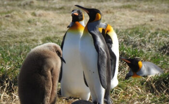 AGENCIA TURISMO SELKNAM PUNTA ARENAS-CHILE