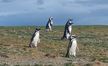 Agencia De Viajes Y Turismo Roca Limitada