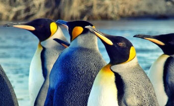 Turismo PatagoniaCarioca