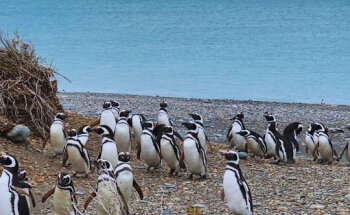 Turismo Agency Patagonia Chile.