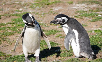 Solo Expediciones - Excursiones - Patagonia