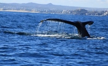 V&C Global Agencia de Viajes