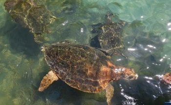 Caribe Tours Agencia de Viajes