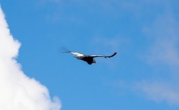 Altura Travel and Tourism