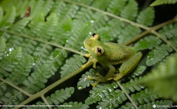 Selvaventura AMAZON Rainforest Tours -Leticia