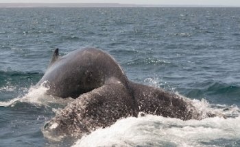 Odisea Patagónica - Viajes