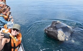 Bottazzi Avistajes / Agency Peninsula All Vades