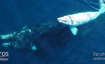 Arrieros Patagonicos