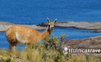 Huinca Travel
