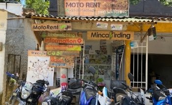 Birdwatching Minca Birding & Moto Rental Minca