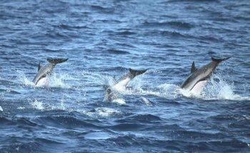 Blue M Boat Trips Puerto de Mogan
