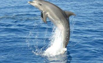 Dolphins Multiacuatic Gran Canaria