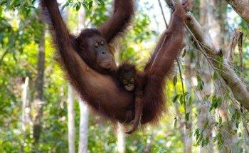 Rainforests Expeditions