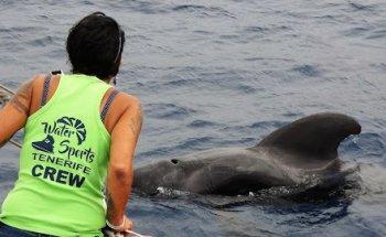 No.1 Whale and Dolphin Tour Tenerife