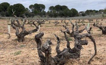 Tempranillo Wine Tours