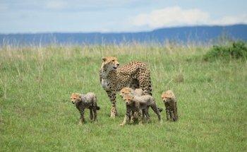 Safaris Kenia