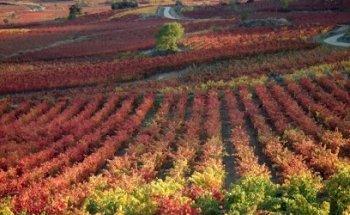 RUTAS DE VINO By Vintage Spain