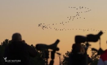 Blue Nature Birding and Nature Tours SL