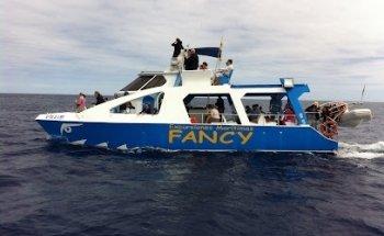 Whale watching Fancy II Submarine Vision