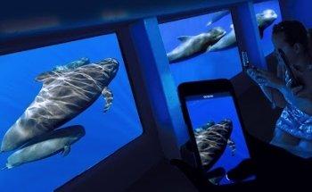 Royal Delfín Catamarán visión submarina NOSTRAMO, S.L. - Oficina Norte