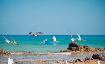 Cook's Cat - Ausflüge suchen und buchen auf Fuerteventura
