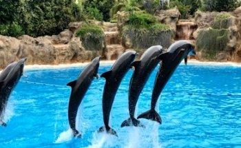 Black Sand Excursions