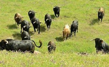 Andalucia Aficion voyages