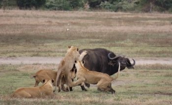 Viajes Singulares Travel Designers