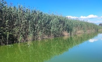 Albufera de València