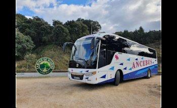 Ancebus