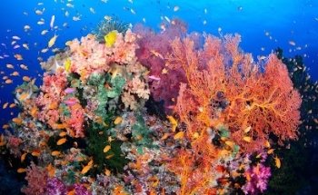 Tauchreisen Tropical Seas GmbH